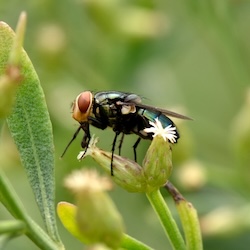 Screwworm fly