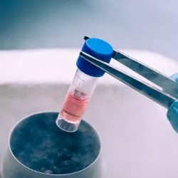Stem cells