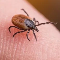 Tick